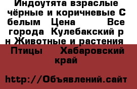 Индоутята взраслые чёрные и коричневые С белым › Цена ­ 450 - Все города, Кулебакский р-н Животные и растения » Птицы   . Хабаровский край